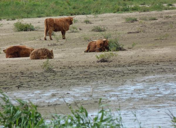 044 Tiengemeten & De Hoeksche Waard