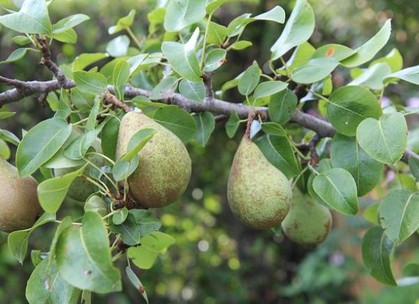 DAGTOCHT GELDERSE BUURREGIO'S