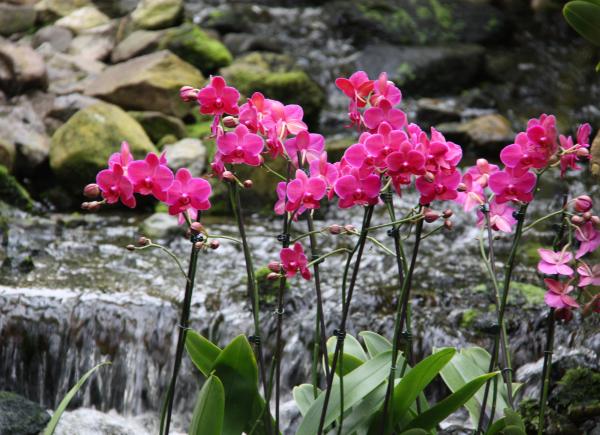 112 De Orchideeënhoeve in kerstsfeer