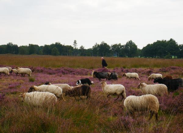 Nederland - 5 dagen - Odoorn - Drenthe