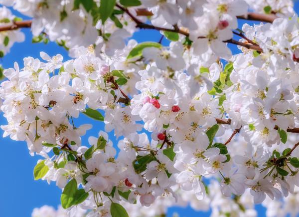 Op bloesemtocht in de Gelderse buurregio's 